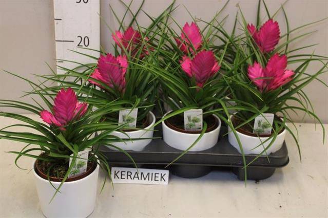 <h4>ARR TILLANDSIA</h4>