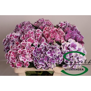 HYDR M MAG R HARL BL