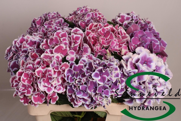 <h4>HYDR M MAG R HARL BL</h4>