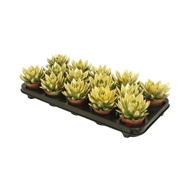 <h4>Echeveria coloured Gold</h4>