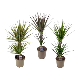 Dracaena marginata mix