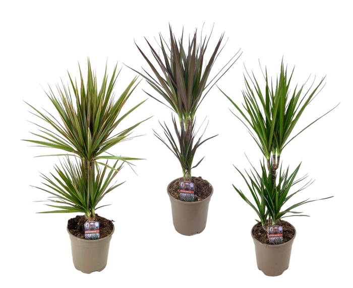 <h4>Dracaena marginata mix</h4>