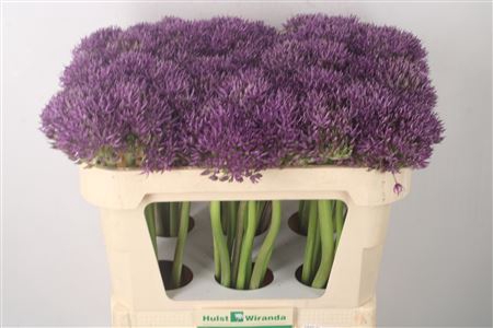 <h4>Allium Jackpot</h4>