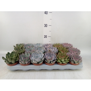 Echeveria   ...mix