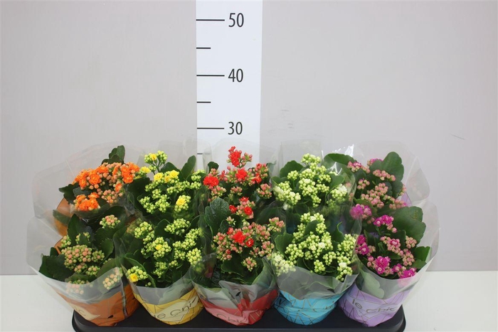 <h4>Kalanchoe Rosalina Mix</h4>