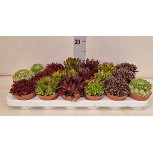 Sempervivum   ...