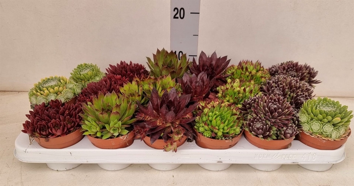 <h4>Sempervivum   ...</h4>