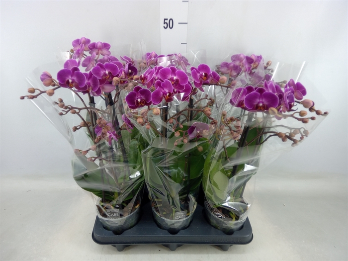 <h4>Phalaenopsis multi. 'Ant Morelia'</h4>