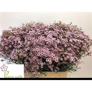 CHAME UN JUPITER SOL