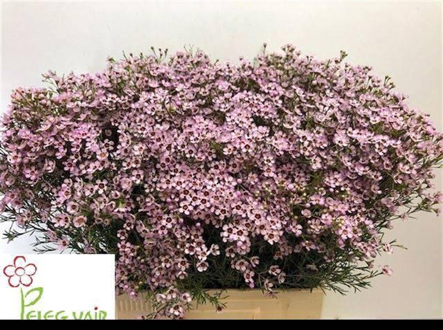 <h4>CHAME UN JUPITER SOL</h4>