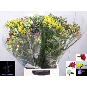 Freesia du mix