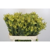 Leucadendron Pisa Spray