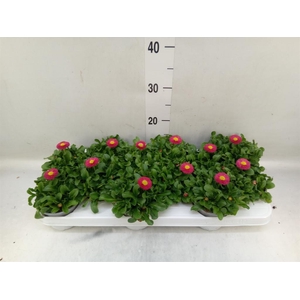 Bellis perennis 'Rusher Carmine'