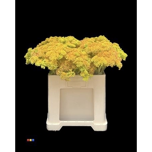 Sedum Yellow