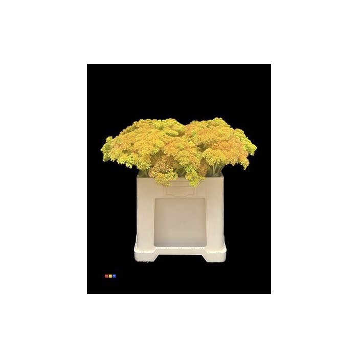 <h4>Sedum Yellow</h4>