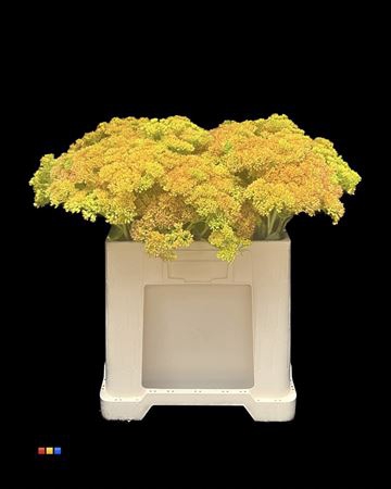 <h4>Sedum Yellow</h4>