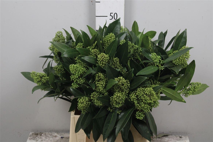 <h4>Skim C Kew Green Bs</h4>