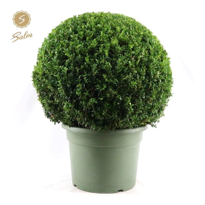 <h4>Buxus semp. Ball Ø60cm P40</h4>