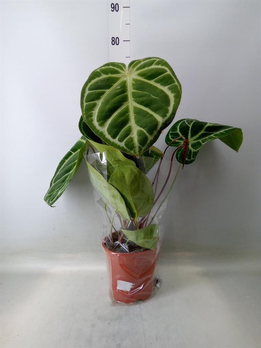 <h4>Anthurium clarinervium</h4>