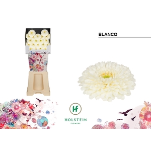 GE MB Gerponi Blanco diamond x80