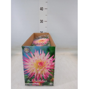 Dahlia   ...flowerbulbs