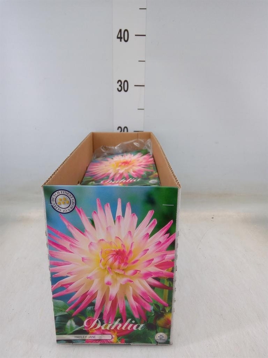 <h4>Dahlia   ...flowerbulbs</h4>