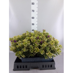 Hebe andersonii 'Variegata'