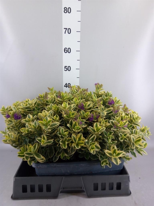 <h4>Hebe andersonii 'Variegata'</h4>