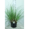 Cortaderia Selloana Junior