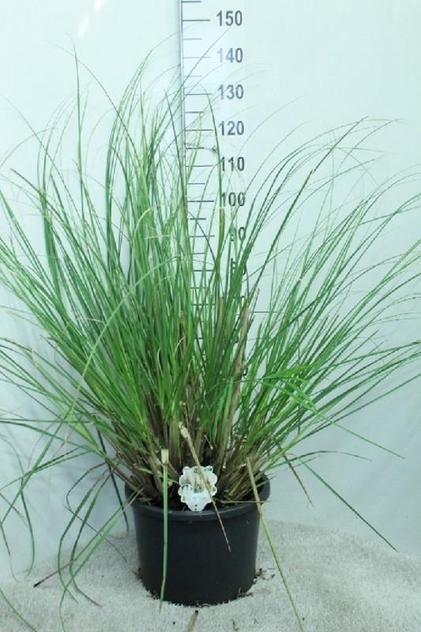 Cortaderia Selloana Junior