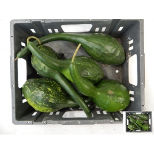 CUCURBITA (KALEBAS)