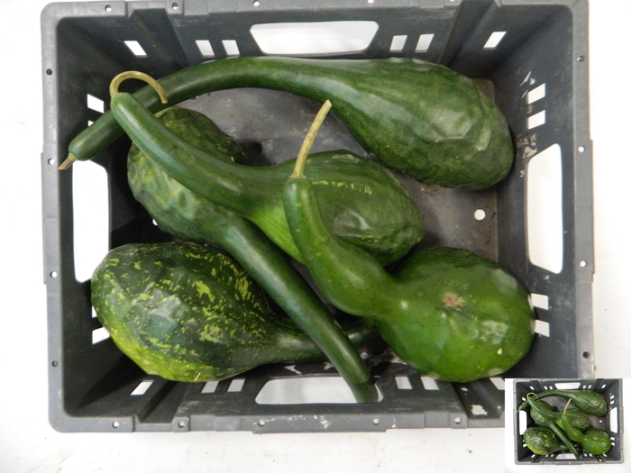 CUCURBITA (KALEBAS)