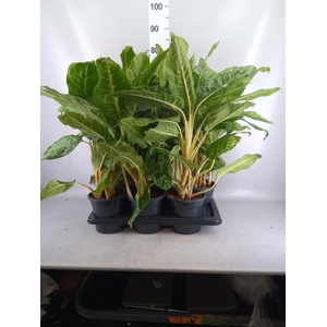 Aglaonema GB 'Peacock'