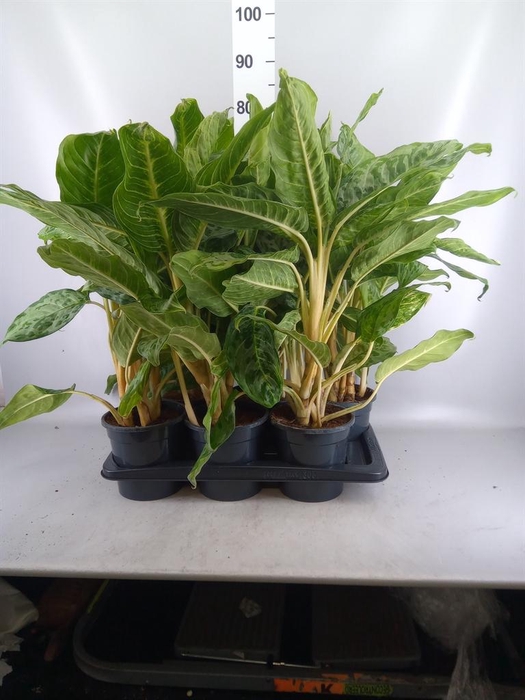 <h4>Aglaonema GB 'Peacock'</h4>