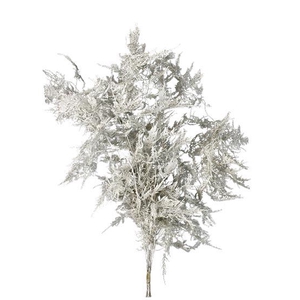 Bunch Asparagus 10pcs Pres.Slv L80