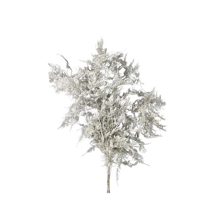 <h4>Bunch Asparagus 10pcs Pres.Slv L80</h4>