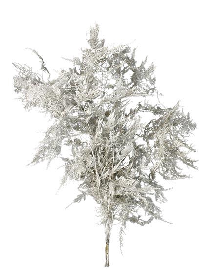 Bunch Asparagus 10pcs Pres.Slv L80