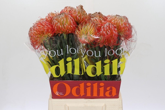 <h4>Nutans Blanche</h4>