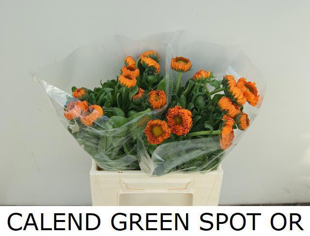 <h4>CALEND GREEN SPOT OR</h4>