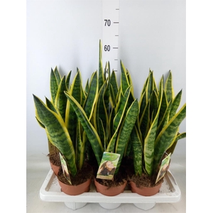 Sansevieria trifa. 'Laurentii'