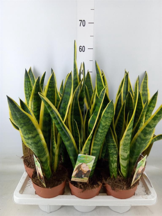 <h4>Sansevieria trifa. 'Laurentii'</h4>
