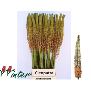 EREMURUS CLEOPATRA