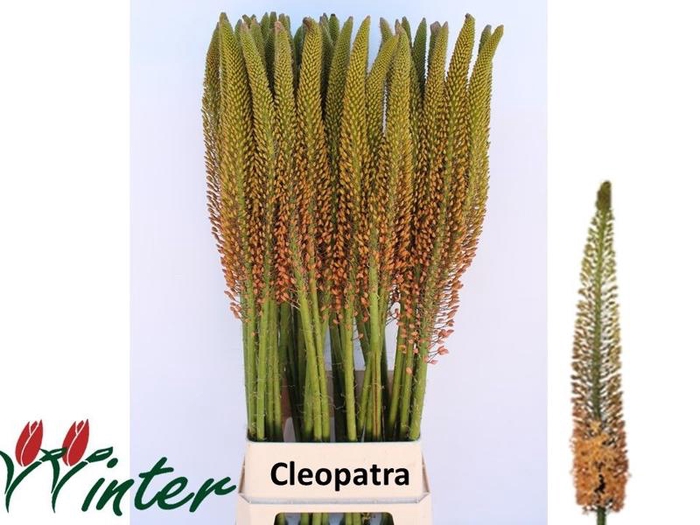 <h4>EREMURUS CLEOPATRA</h4>