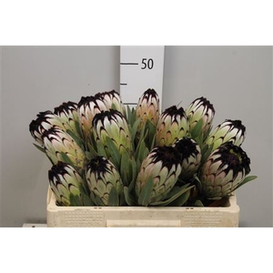 Protea Niobe