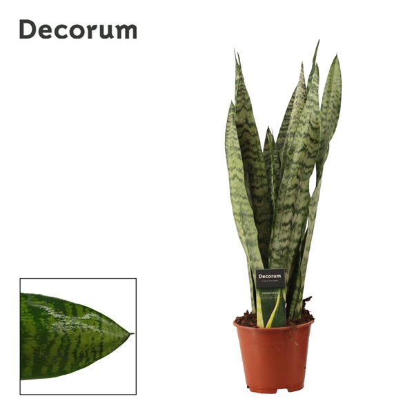 <h4>Sansevieria Zeylanica Regular 14 cm (Decorum)</h4>