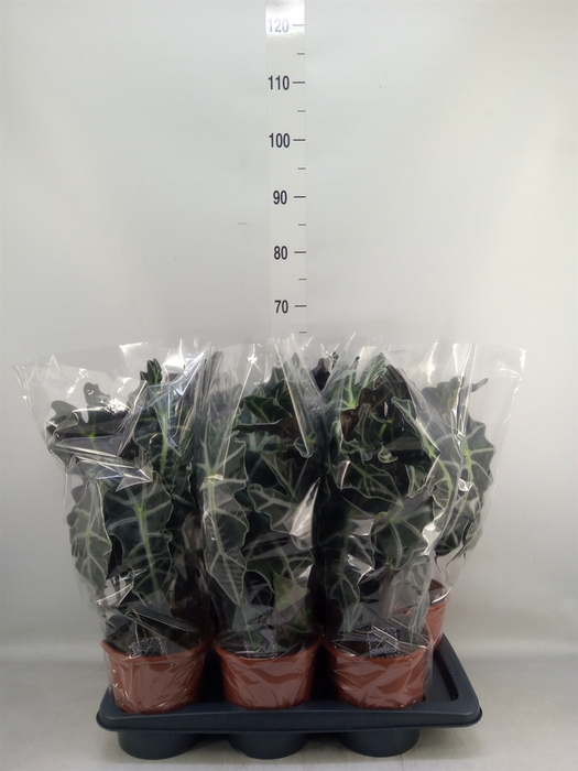 <h4>Alocasia amazonica 'Polly'</h4>