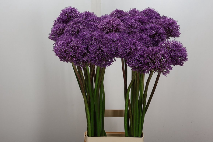 <h4>Allium Gladiator (beentjes)</h4>