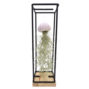 ARR TILLANDSIA