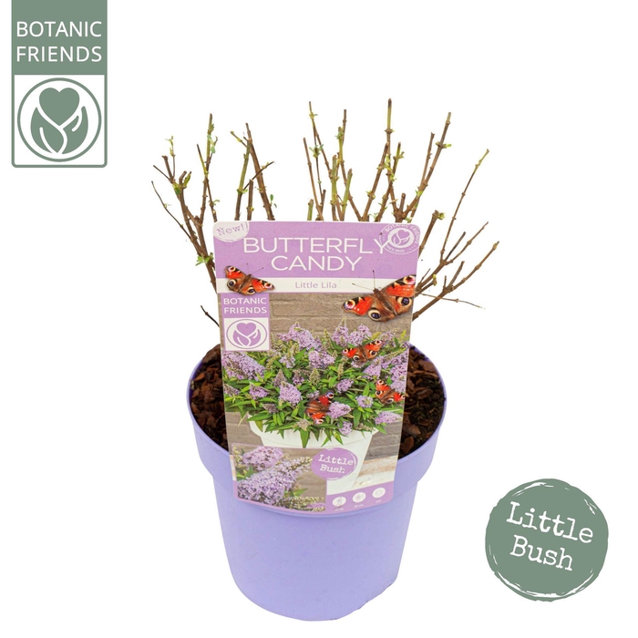 <h4>Buddleja Butterfly Candy Little Lil</h4>