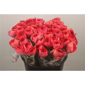 Ran.. Su Red 302 Extra